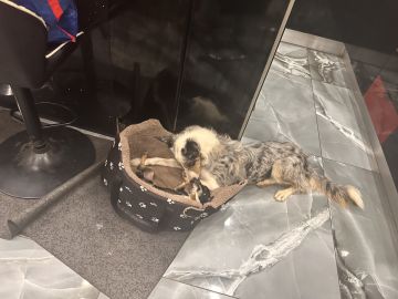 Hotel para Cães