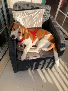 Hotel para Cães
