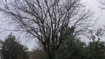Poda e Manutenção de Árvores - Jardinagem e Relvados