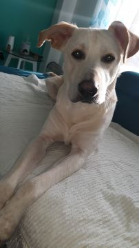 Hotel para Cães