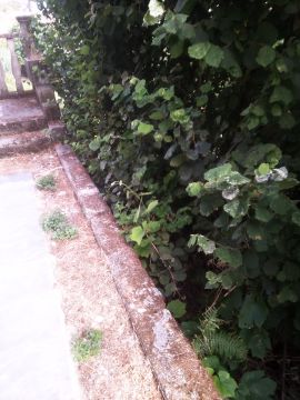 Poda e Manutenção de Árvores