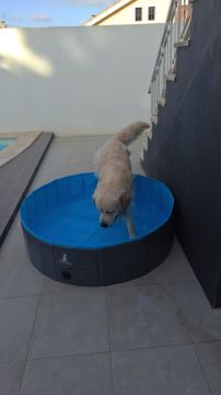 Dog Hotel