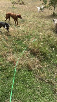 Gardening