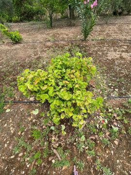 Jardinagem