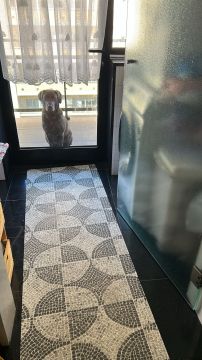 Hotel e Creche para Animais