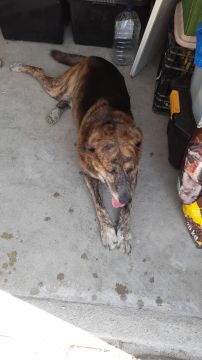 Hospedaje de perros