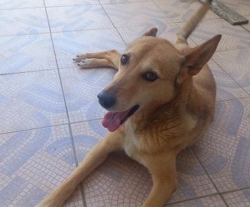 Hospedaje de perros