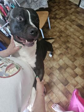 Dog Hotel
