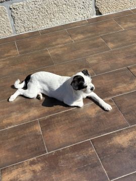 Hotel para Cães
