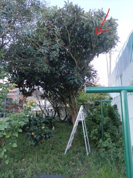 Tree Trimmer
