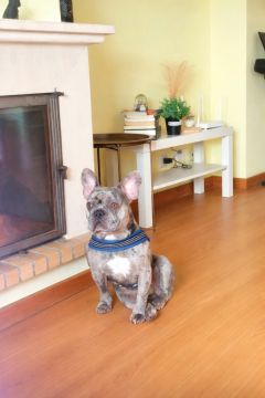 Hotel para Cães