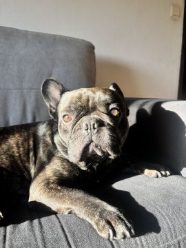 Hotel para Cães