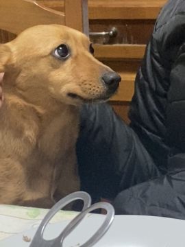 Hotel para Cães