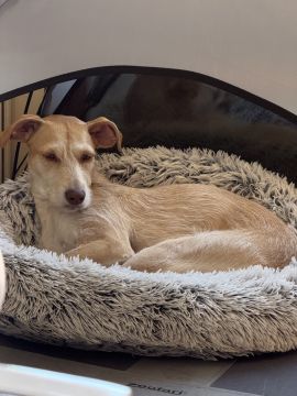 Hotel e Creche para Animais