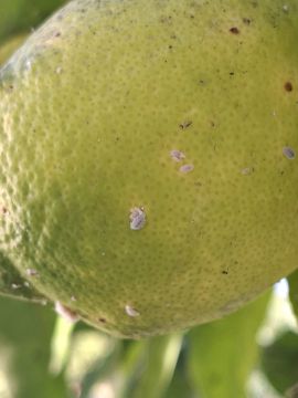 Poda e Manutenção de Árvores - Jardinagem e Relvados