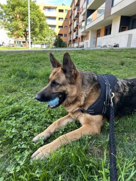 Hotel para Cães