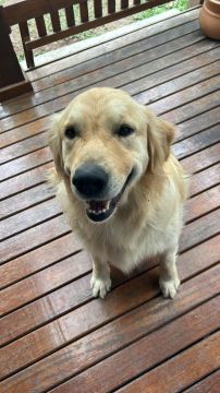 Hotel para Cães