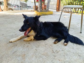 Pension pour chiens