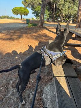 Hotel para Cães