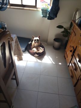 Dog Hotel - Pet Boarding and Daycare