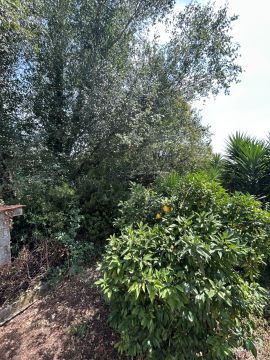 Jardinagem e Relvados - Casa