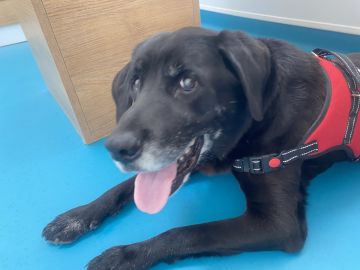 Pension pour chiens