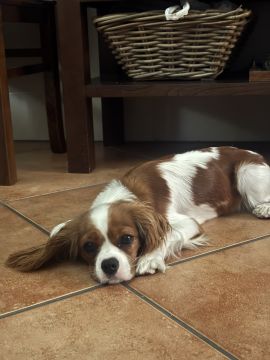 Hotel para Cães