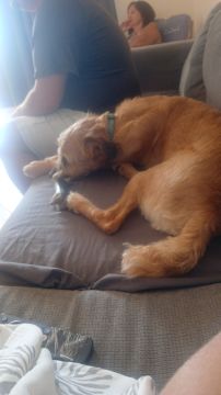Hotel para Cães