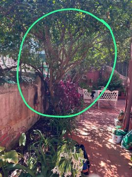 Tree Trimming and Maintenance