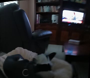 Hundepfleger