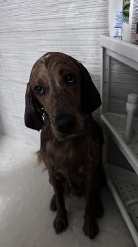 Hotel para Cães