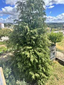 Lawncare