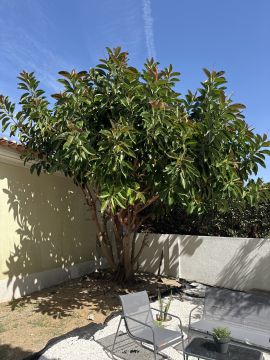 Poda e Manutenção de Árvores