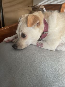 Hotel para Cães
