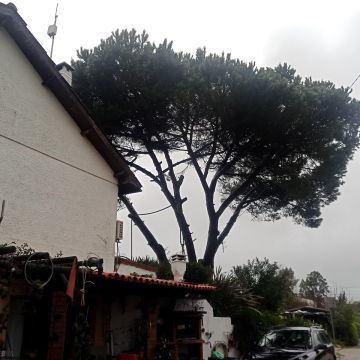 Tree Trimmer - Home Improvements