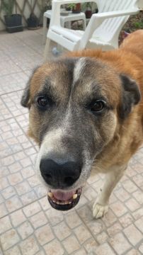 Hotel para Cães
