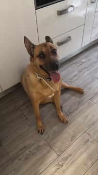 Hotel para Cães