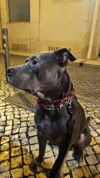 Hotel para Cães