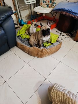 Pet Boarding and Daycare