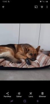 Hotel para Cães