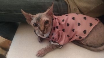 Hotel for Cats