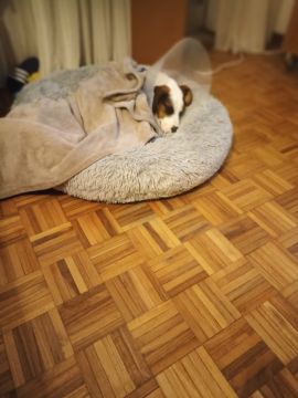 Hotel para Cães