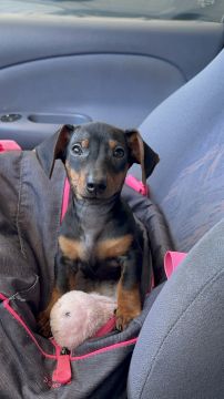 Dog Hotel