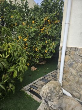 Tree Trimmer