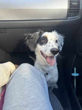Dog Hotel