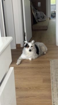 Hotel para Cães