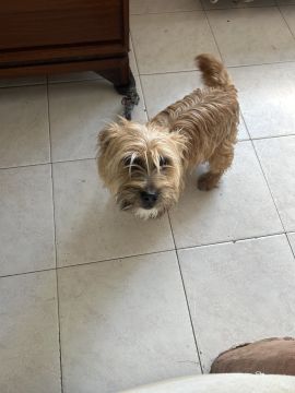 Hotel para Cães
