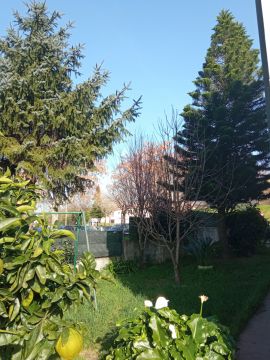 Tree Trimming and Maintenance - Lawncare