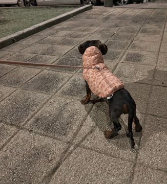 Hotel para Cães