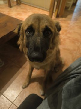 Hospedaje de perros